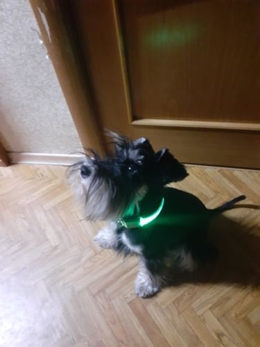 Customer photo review of LED Collar