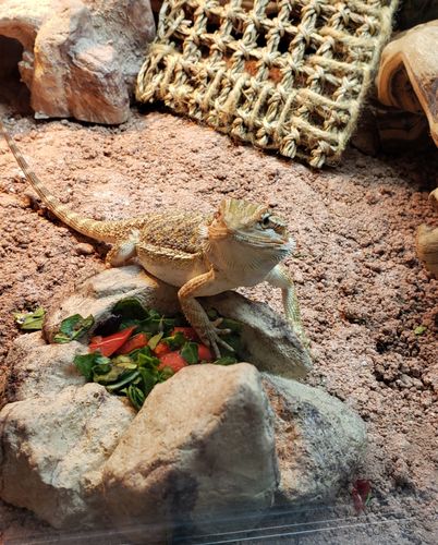 Customer photo review of GrubTerra Fresh Black Soldier Fly Larvae for Reptiles