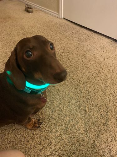 Customer photo review of LED Collar