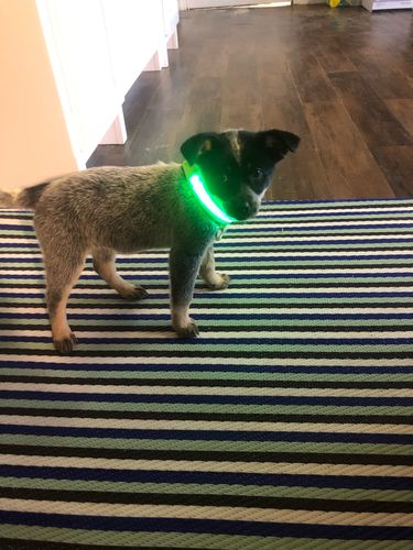 Customer photo review of LED Collar