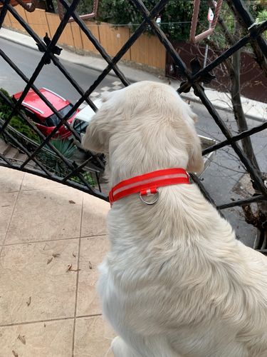 Customer photo review of LED Collar