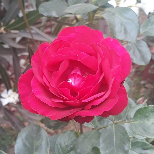 Customer photo review of Porta Incienso Monje + 10 Inciensos Especiales