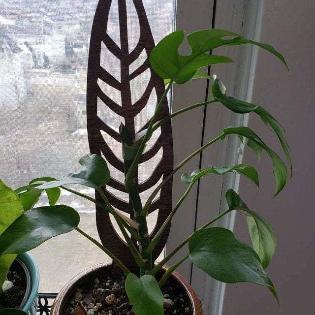 Customer photo review of Anthrulla - Plant trellis inspired by the Queen Anthurium