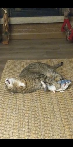 Customer photo review of Interactive Fish - TinyTuna™ Cat Toy