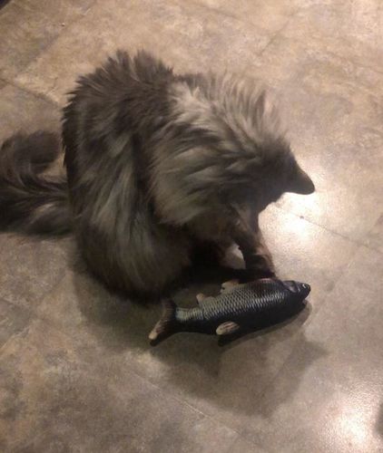 Customer photo review of Interactive Fish - TinyTuna™ Cat Toy
