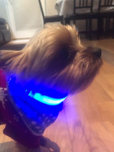Customer photo review of LED Collar