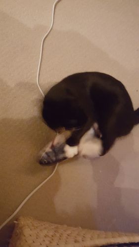 Customer photo review of Interactive Fish - TinyTuna™ Cat Toy