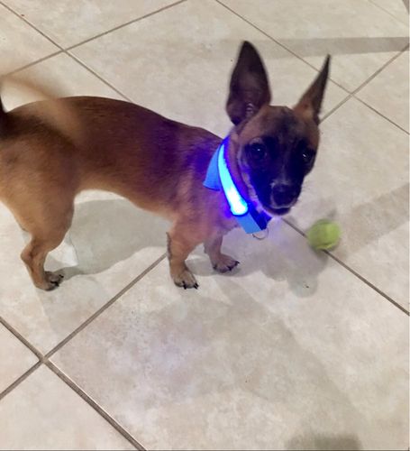 Customer photo review of LED Collar