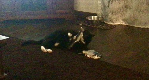 Customer photo review of Interactive Fish - TinyTuna™ Cat Toy