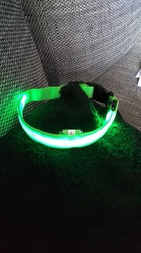 Customer photo review of LED Collar