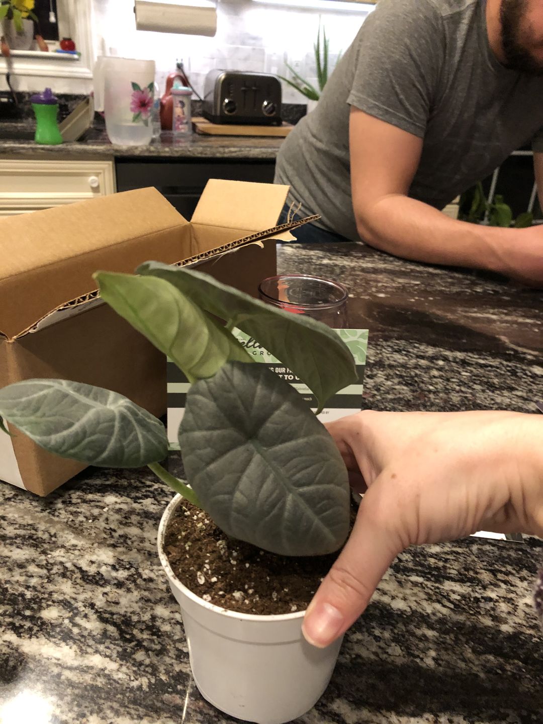 Customer photo review of 4" Alocasia Maharani