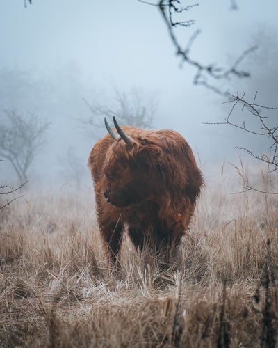 Customer photo review of EARTH TONES LIGHTROOM PRESETS