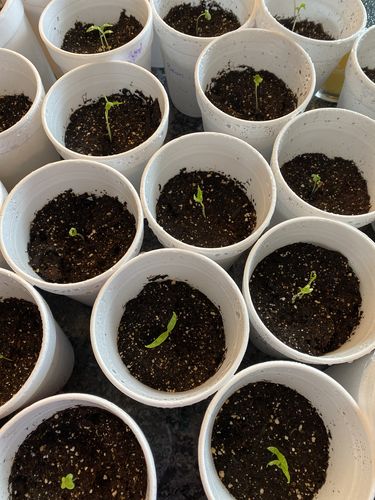 Customer photo review of 16,500 Heirloom Vegetable Seeds 40 Variety Kit with FREE SHIPPING