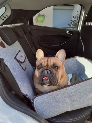 Safety Car Tie Lovelybouledogue - Best Dog Car Seat Reddit Safety Car Tie Lovelybouledogue - Best Dog Car Seat Reddit