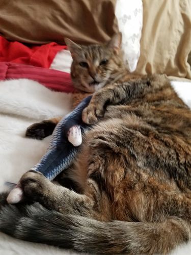 Customer photo review of Last Day Promotion: Interactive Fish - TinyTuna™ Cat Toy【BUY 2 FREE SHIPPING】
