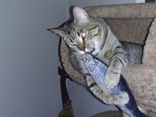 Customer photo review of Last Day Promotion: Interactive Fish - TinyTuna™ Cat Toy【BUY 2 FREE SHIPPING】