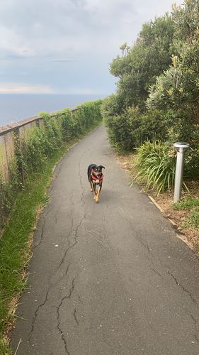 Customer photo review of DF Co. Red Dog Harness