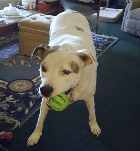 Customer photo review of Dog IQ Puzzle Ball