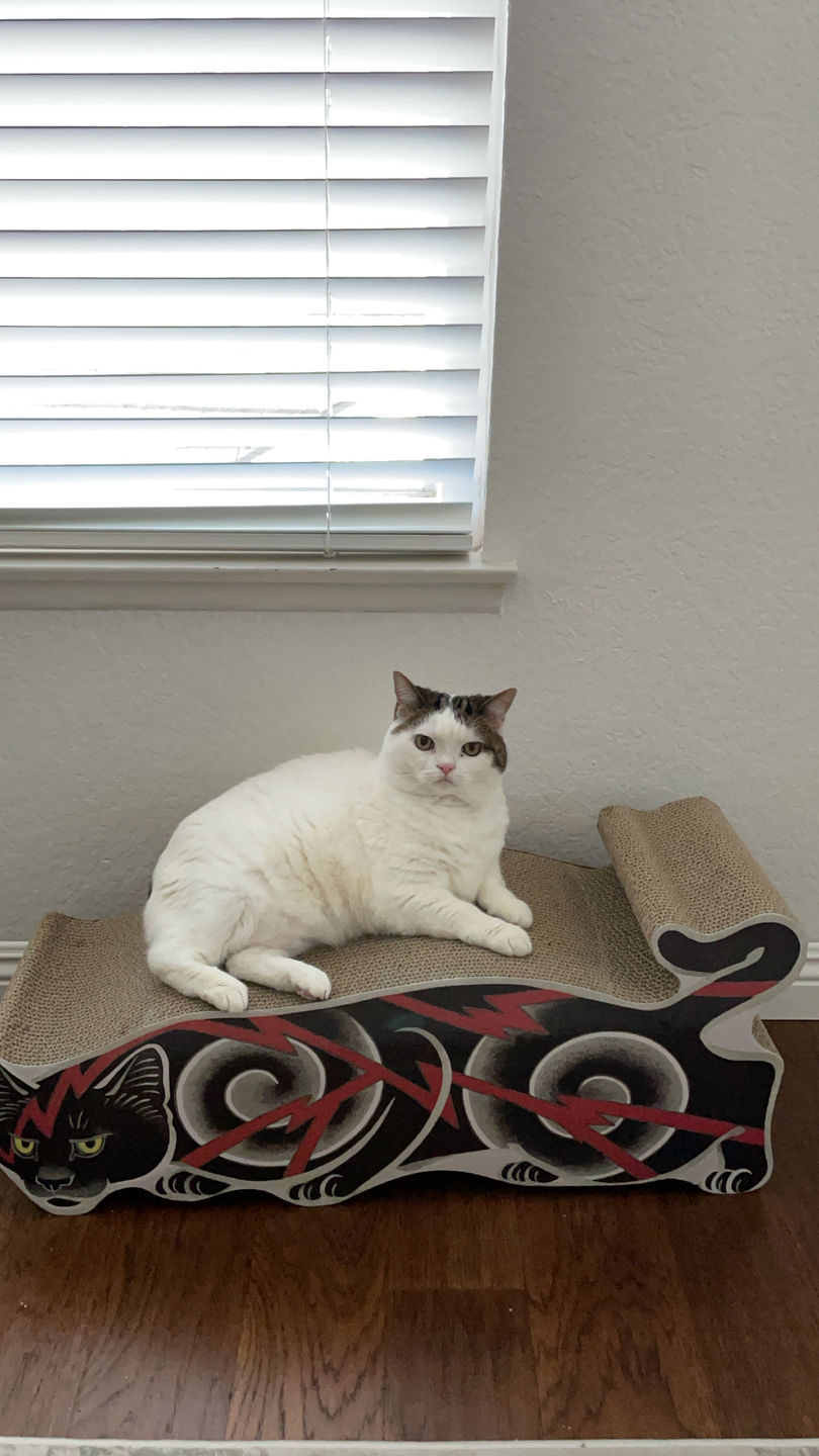 Customer photo review of Electric Cat Scratcher