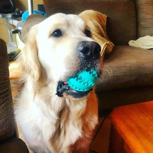 Customer photo review of Dog IQ Puzzle Ball
