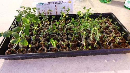 Customer photo review of 16,500 Heirloom Vegetable Seeds 40 Variety Kit with FREE SHIPPING