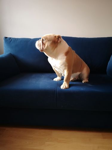 Customer photo review of Victoria Three-Seater Sofa Bed