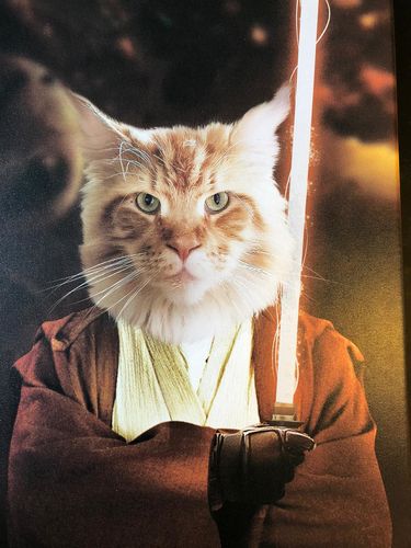 Le Jedi Aristocracy Family