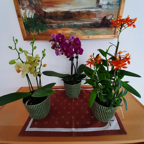 Customer photo review of Table Dance - Merida mit dunkel-lila Blüten und 3+ Stielen