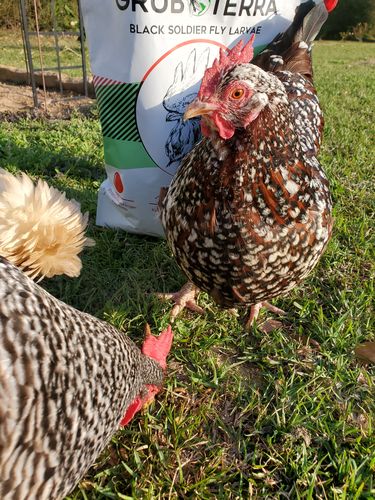 Customer photo review of GrubTerra Dried Larvae