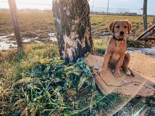 Customer photo review of GOLDEN RETRIEVER LIGHTROOM PRESETS