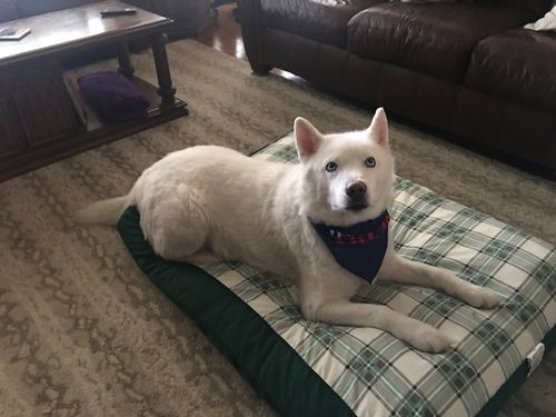 Customer photo review of Adorable Deplorable Dog Bandana