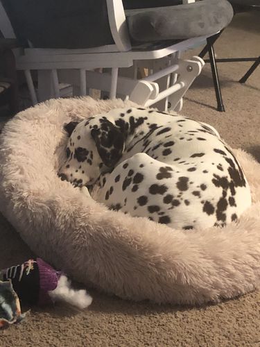 Customer photo review of Comfy Pet Bed Calming High Stretch Soft Faux Fur for Dogs Cats