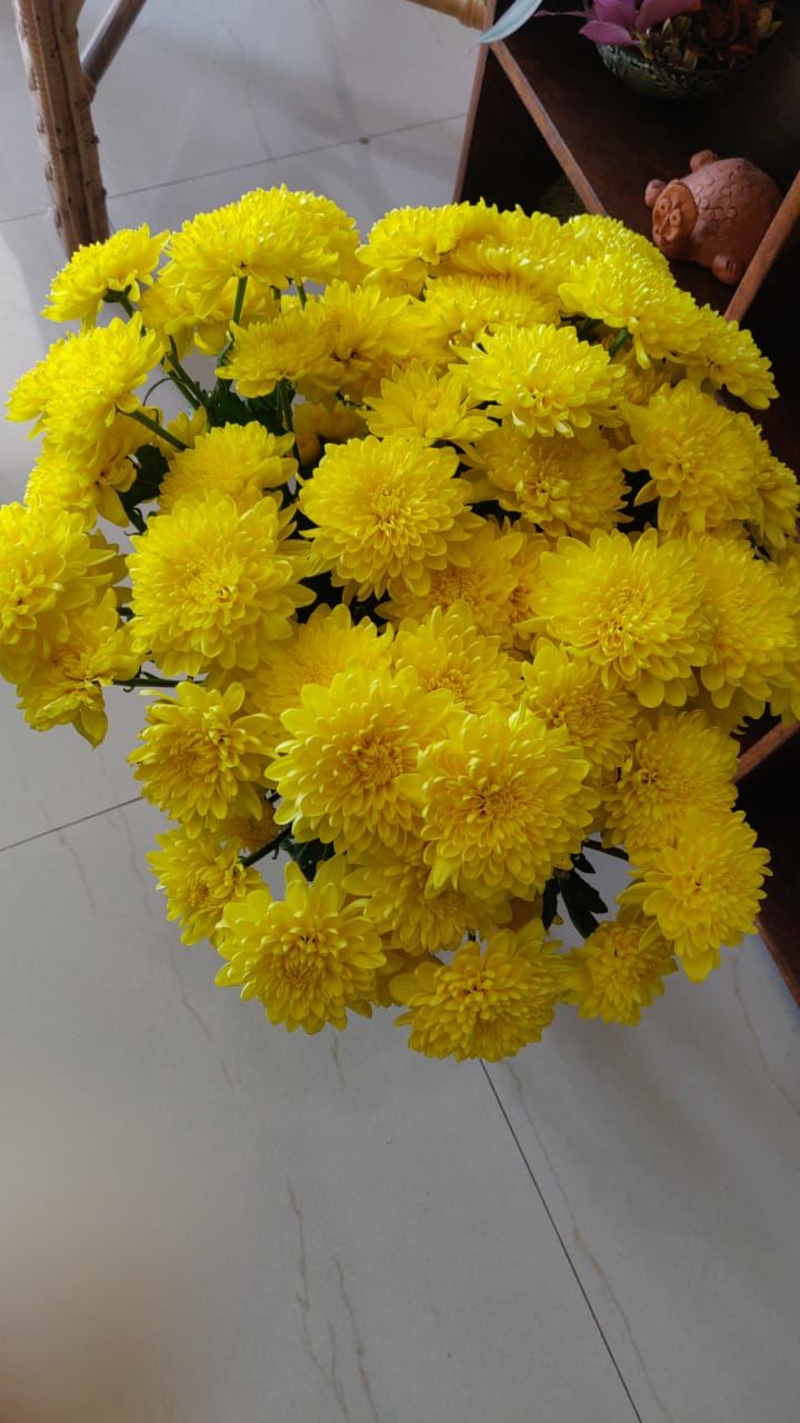 Customer photo review of Chrysanthemum
