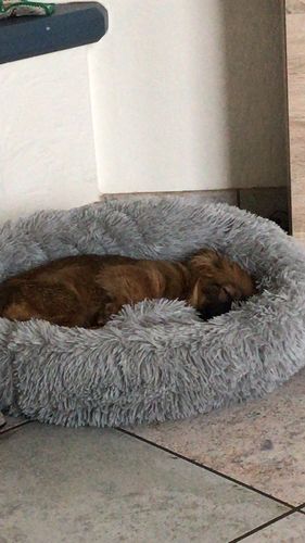 Customer photo review of Puppery Kuschelbett - Das Original