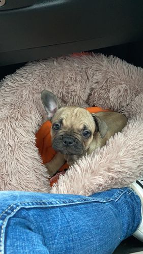 Customer photo review of Puppery Kuschelbett - Das Original