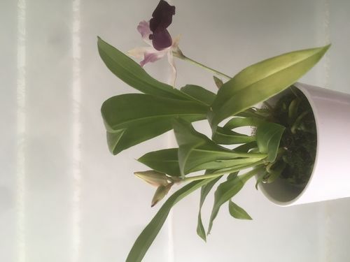 Customer photo review of Cochleanthes mit 1-2 blauen Blüten