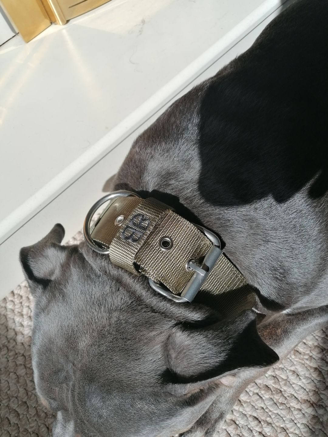 Customer photo review of 5cm Nylon Dog Collar - Khaki v2.0