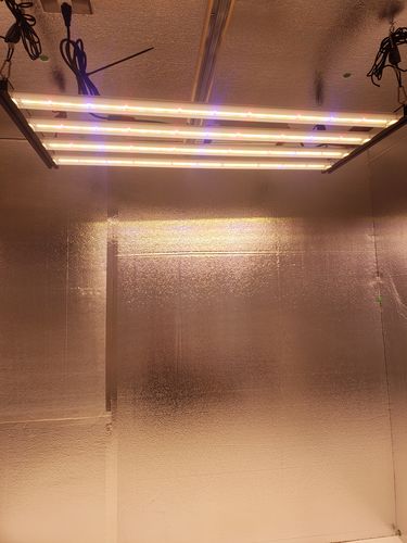 Customer photo review of Slim 320H Dimmable LED Grow Light 320w (120 Degree) 3500k