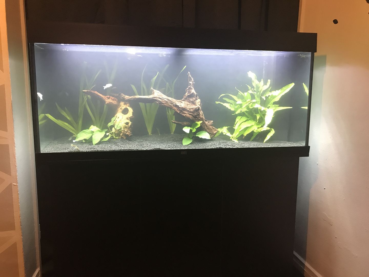 Customer photo review of Aquarium Rio 240 LED Noir Équipé JUWEL - 240L