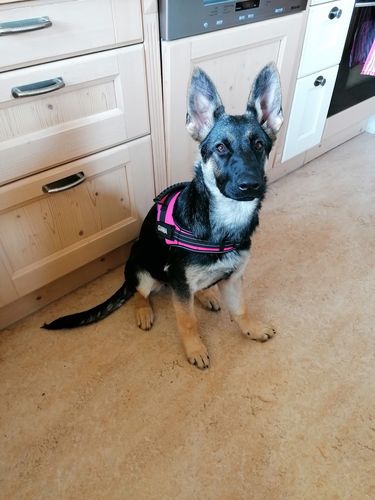 Customer photo review of Pfotenlove - Personalisiertes Sicherheitsgeschirr – Premium Ausgabe