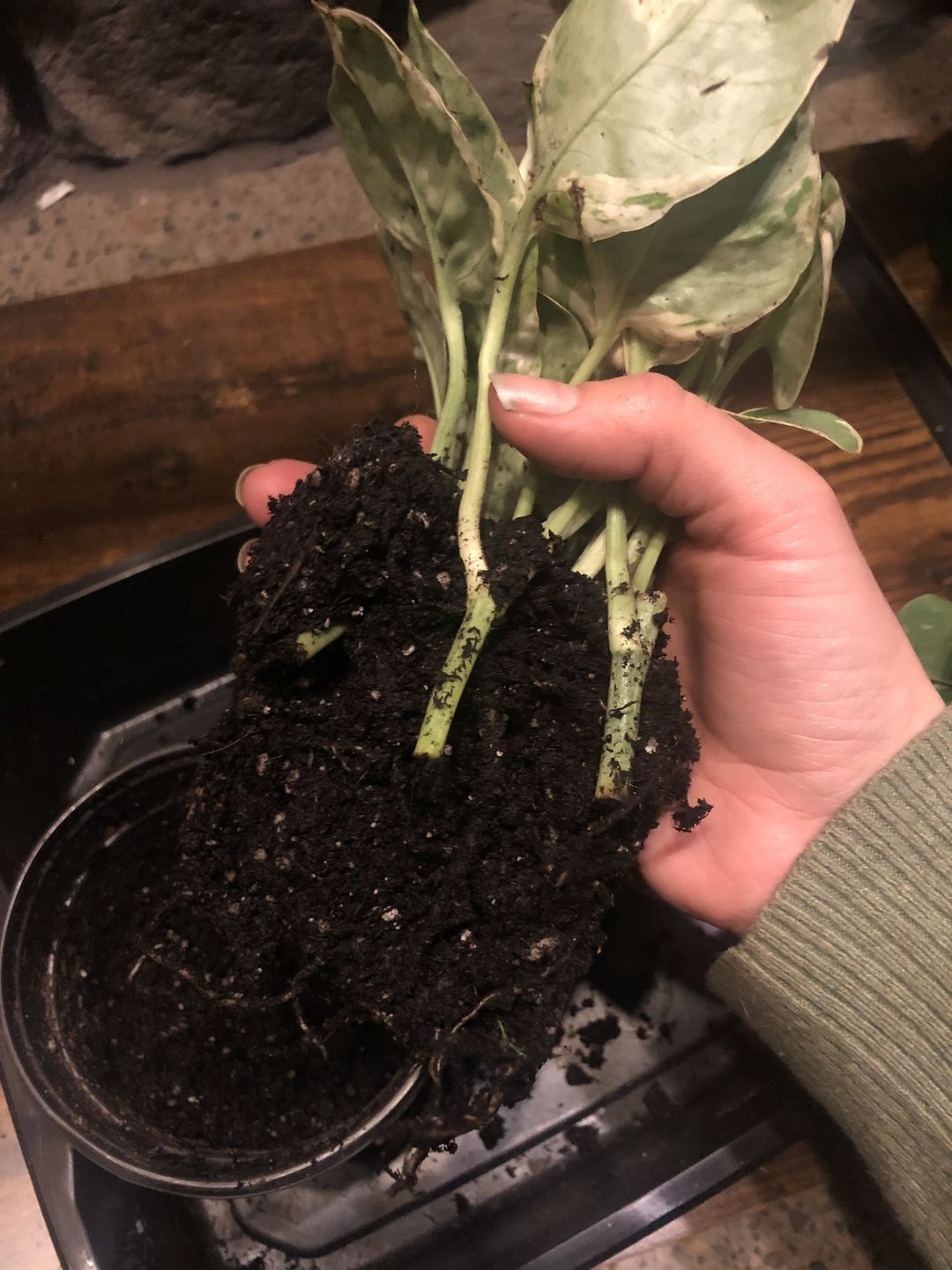 Customer photo review of 4" Pothos Pearls and Jade