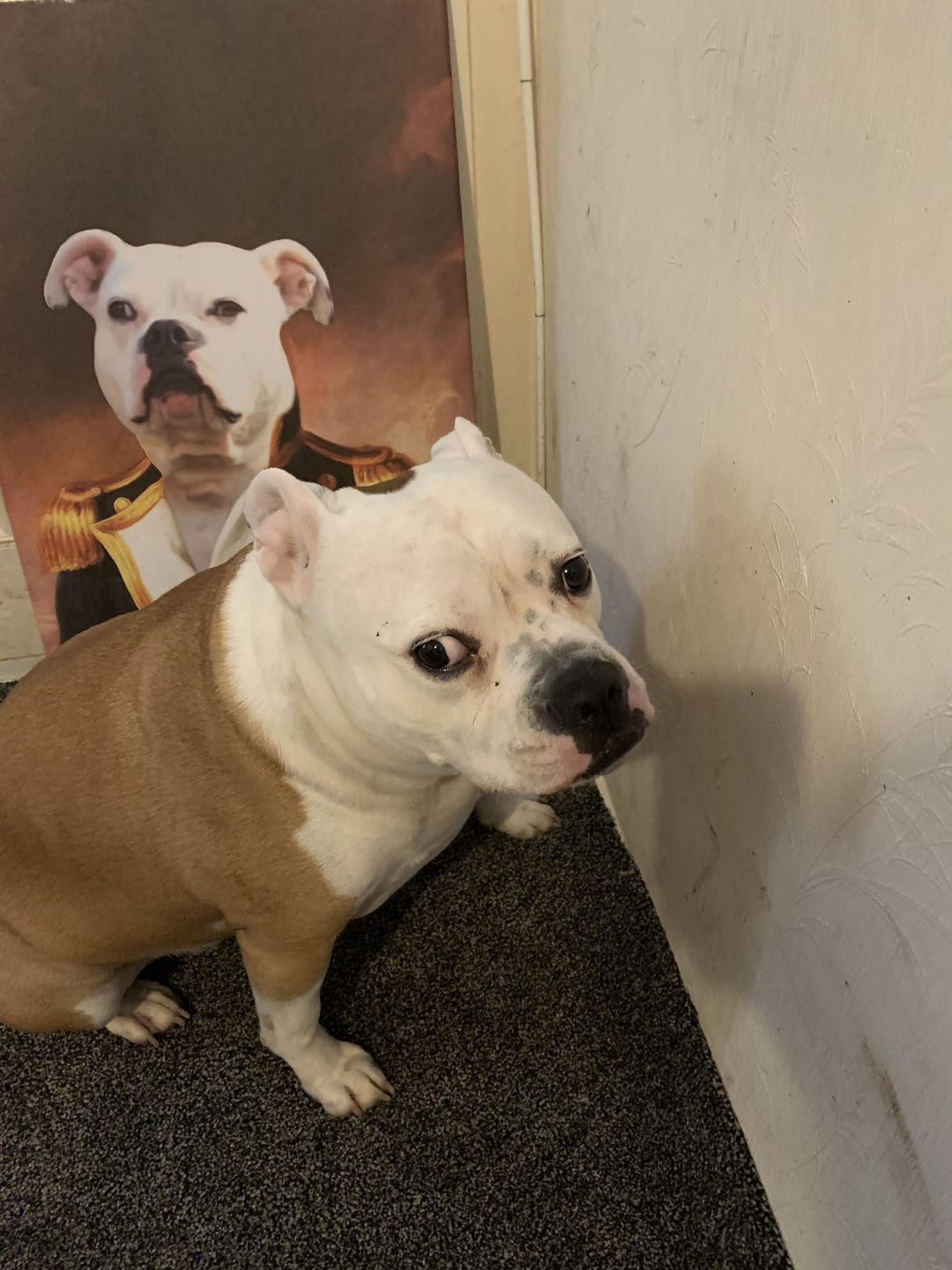 Customer photo review of The Admiral: Custom Pet Canvas