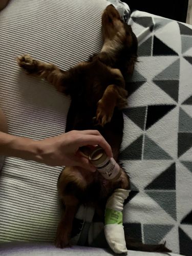 Customer photo review of The doggie balm co - Manuka Dog Balm