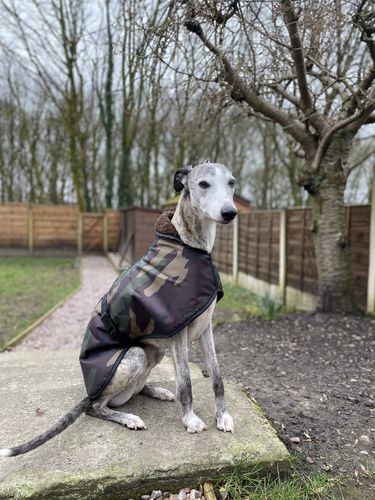 Customer photo review of Camouflage Whippet Coats