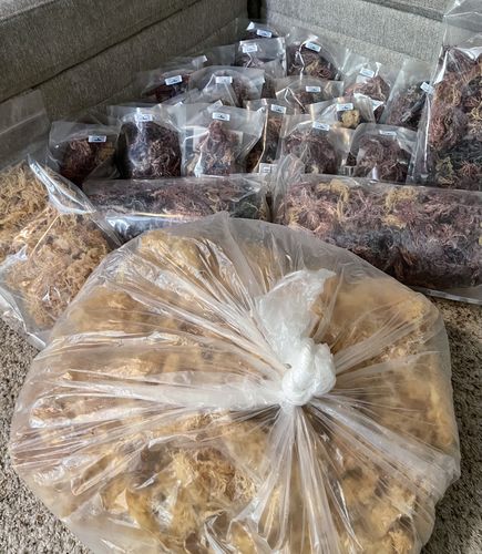 Customer photo review of Wild-Crafted Bladderwrack Whole leaf