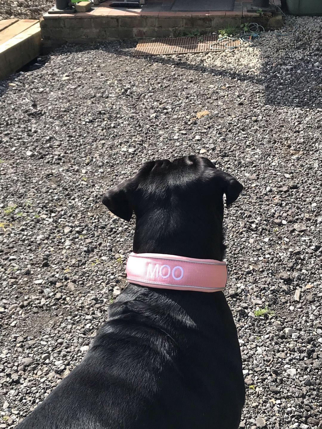 Customer photo review of 5cm RR Collar | Soft Padded & Reflective | Series 2 - Pink