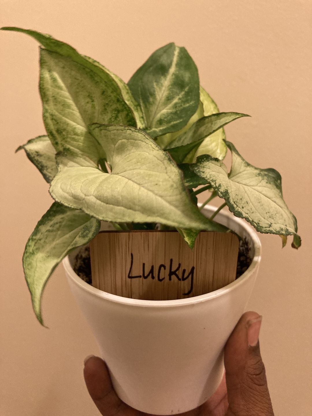 Customer photo review of 4" Syngonium 'Holly M'