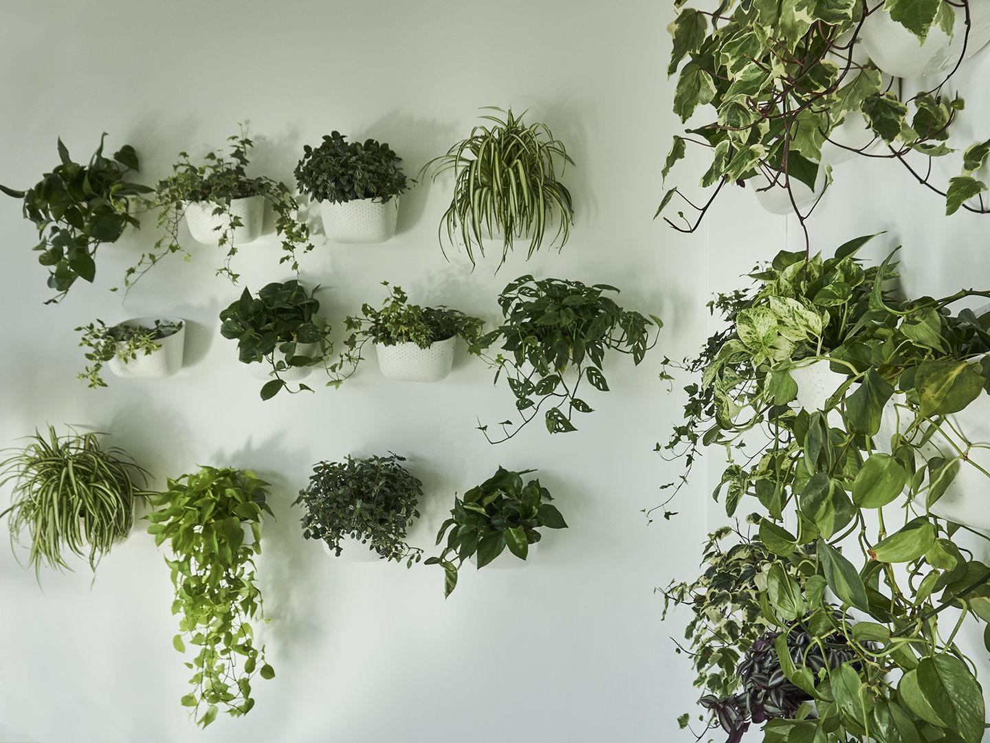 Customer photo review of Eco White Wall Planter