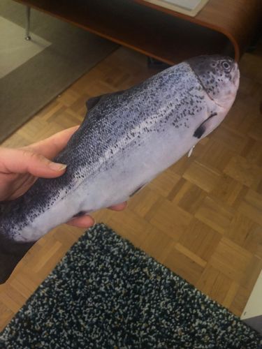 Customer photo review of CrazyTuna™ - Elektrisch Katten Speeltje