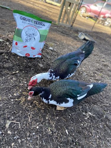 Customer photo review of GrubTerra Dried Larvae